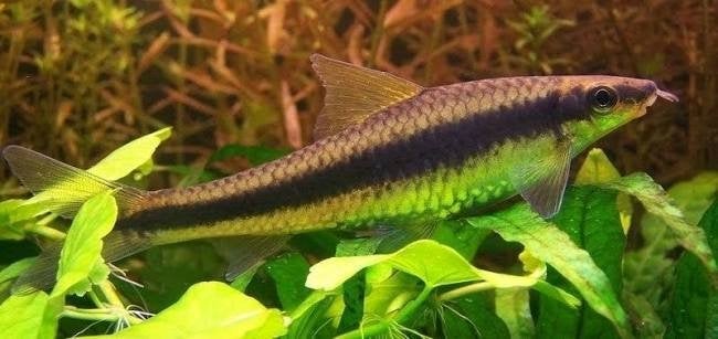 mangeur d'algues siamois, Animaux & Accessoires, Poissons | Poissons d'aquarium