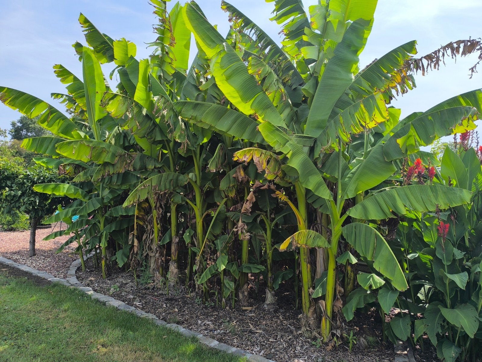 Bananen planten Musa Basjoo, Tuin en Terras, Ophalen, Najaar, Volle zon, Wortelstok