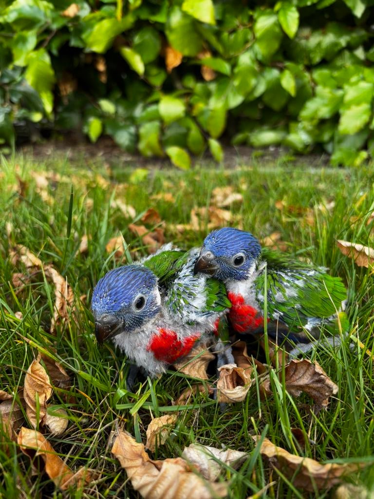 Jonge lori van de blauwe bergen, Dieren en Toebehoren