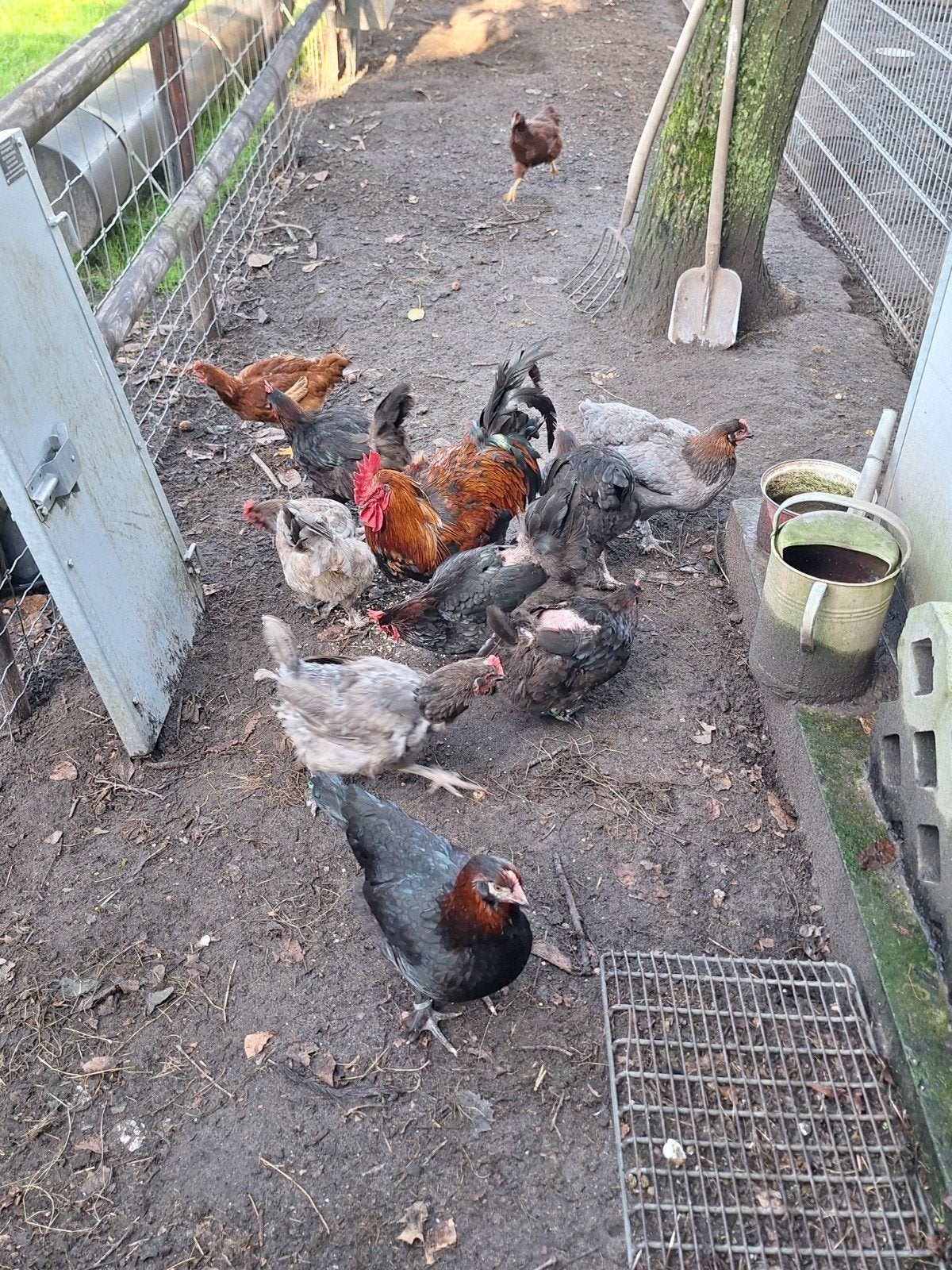 red island en marans kippen, Dieren en Toebehoren