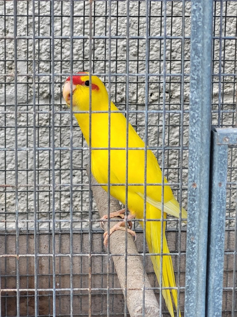 Kakariki geel, Mâle, Perruche, Domestique