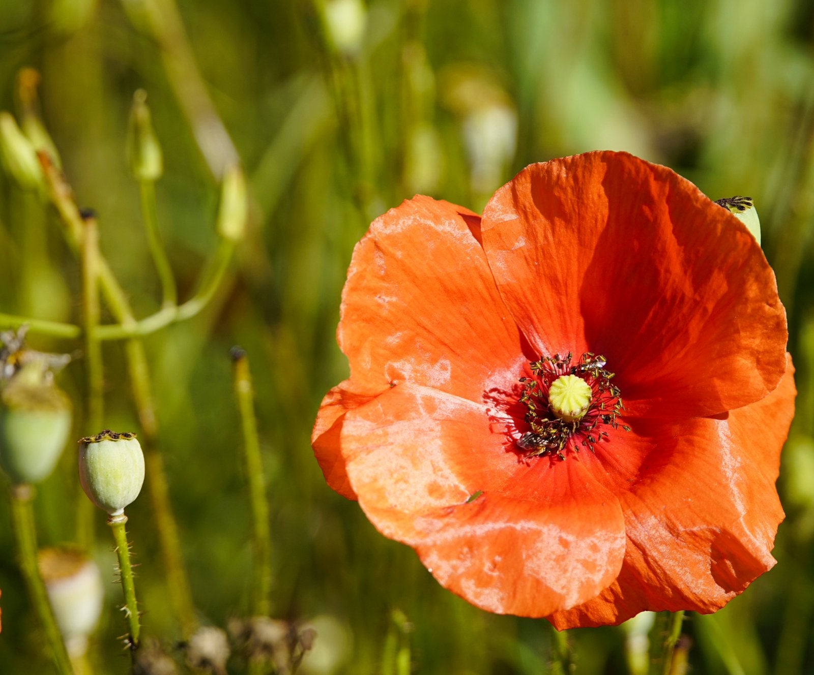 Bleke klaproos | Zaden uit eigen gifvrije tuin, Enlèvement ou Envoi, Automne, Plein soleil, Graine