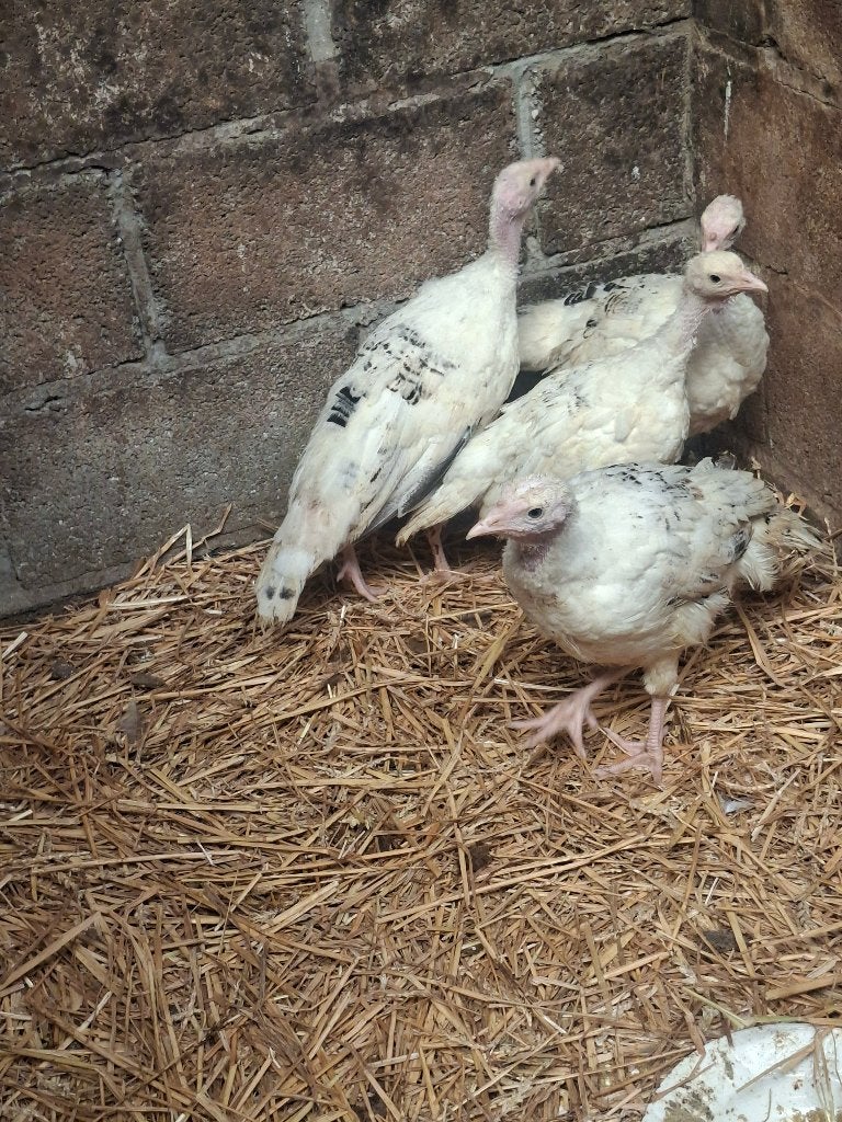 Kalkoenen, Dieren en Toebehoren, Pluimvee, Geslacht onbekend, Overige soorten