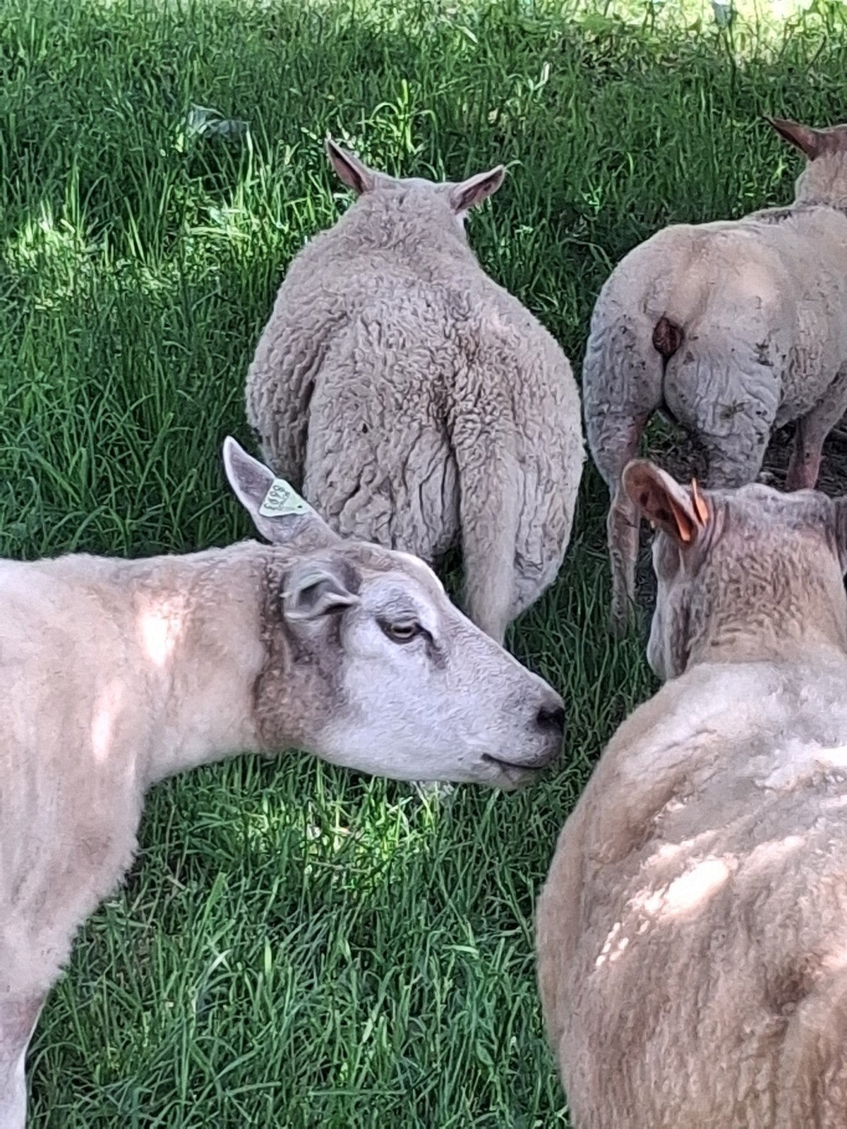belier Texel, Animaux & Accessoires