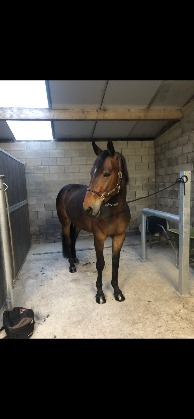 Quintino  10 jarige ruin 1.67, Dieren en Toebehoren, Ruin, Recreatiepaard