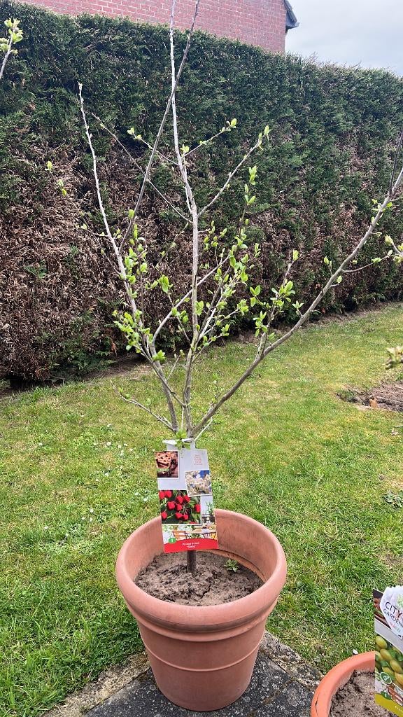 3x Kersenboom – klaar om te planten, Tuin en Terras, Planten | Fruitbomen, Kersenboom, 100 tot 250 cm, In pot, Ophalen
