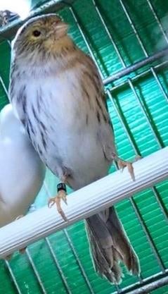 Wij zijn op zoek naar Kanaries RAZA ESPAGNOL Agaat Witte, Dieren en Toebehoren, Vogels | Kanaries, Meerdere dieren, Postuurkanarie