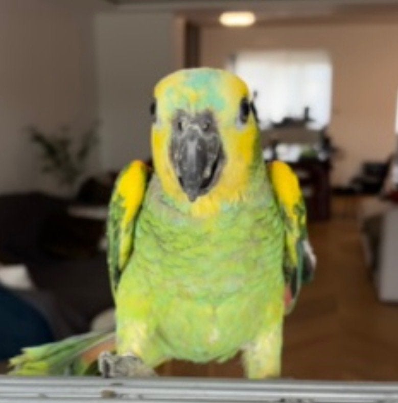 Amazone à front bleu, Mâle, Perroquet, Parleur