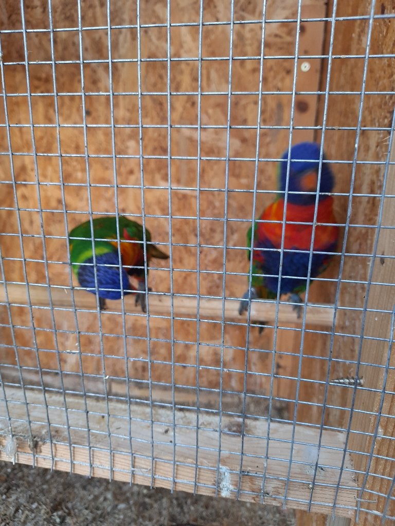lori van de blauwe bergen, Femelle, Perruche, Bagué