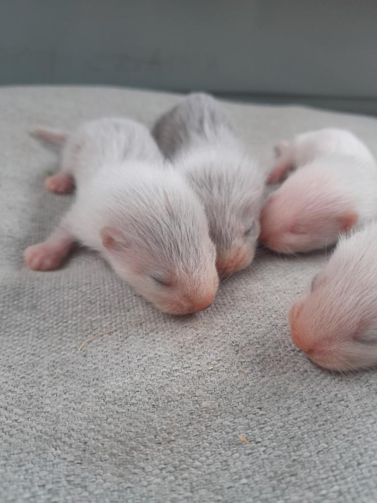 Frettenpups alvast te reserveren, Dieren en Toebehoren, Knaagdieren, Fret, Mei, Meerdere dieren, Tam