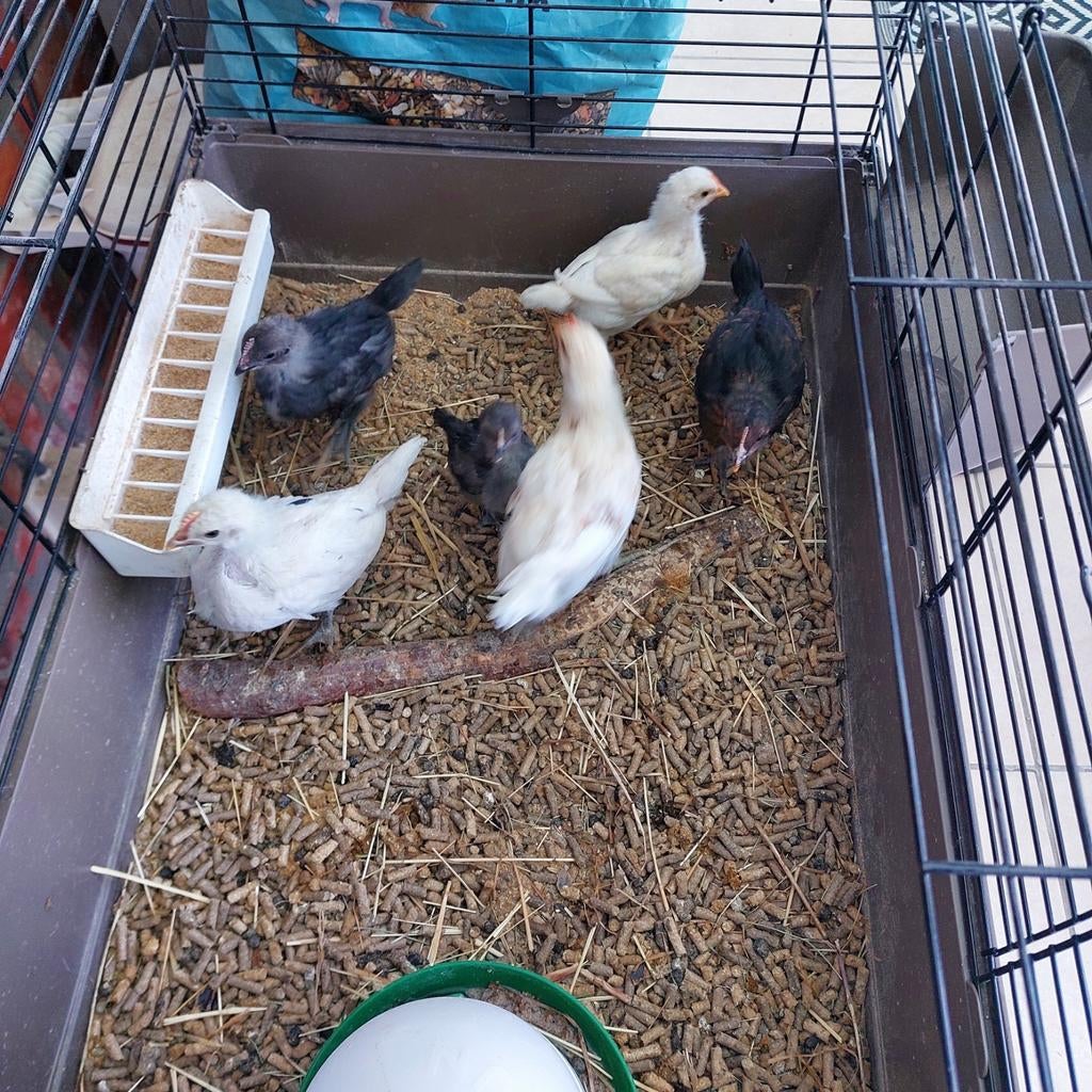 Kuikens van de bruine legkip, Dieren en Toebehoren, Pluimvee, Geslacht onbekend, Kip