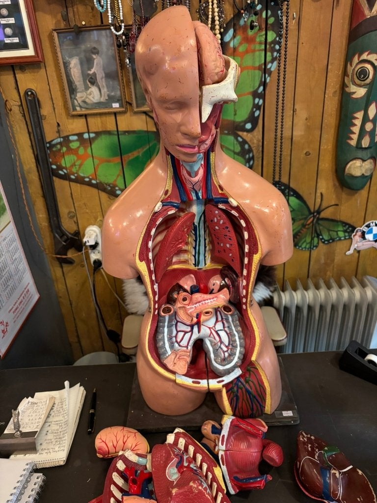 Medische torso, Antiek en Kunst, Ophalen
