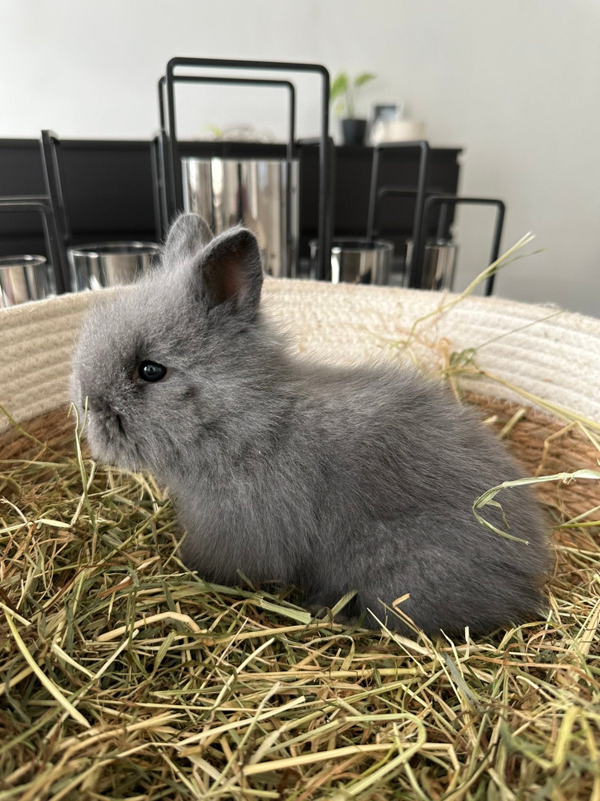 Teddydwerg mix, Dieren en Toebehoren, Konijnen, Hangoor