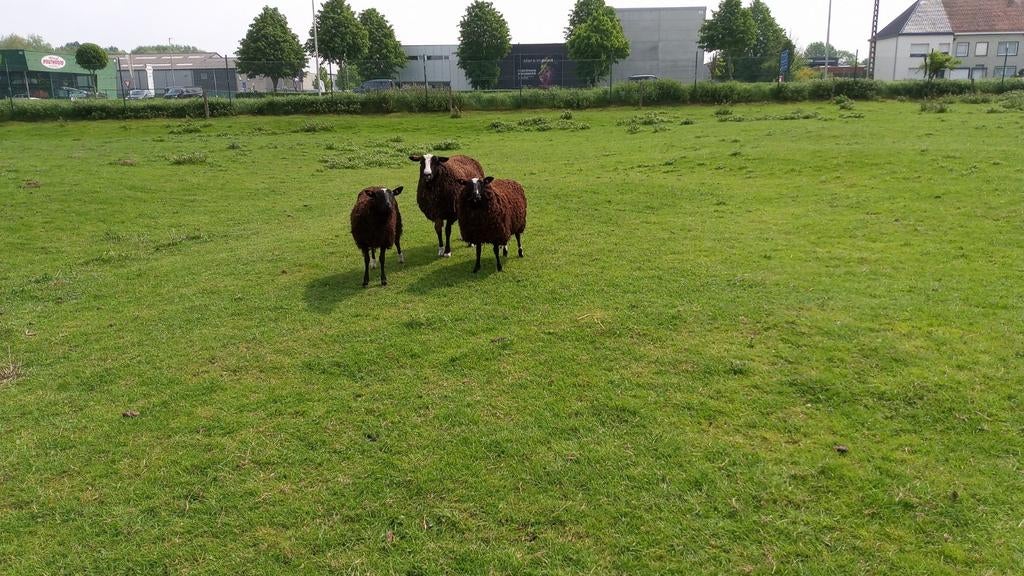 Schaap schapen, Dieren en Toebehoren