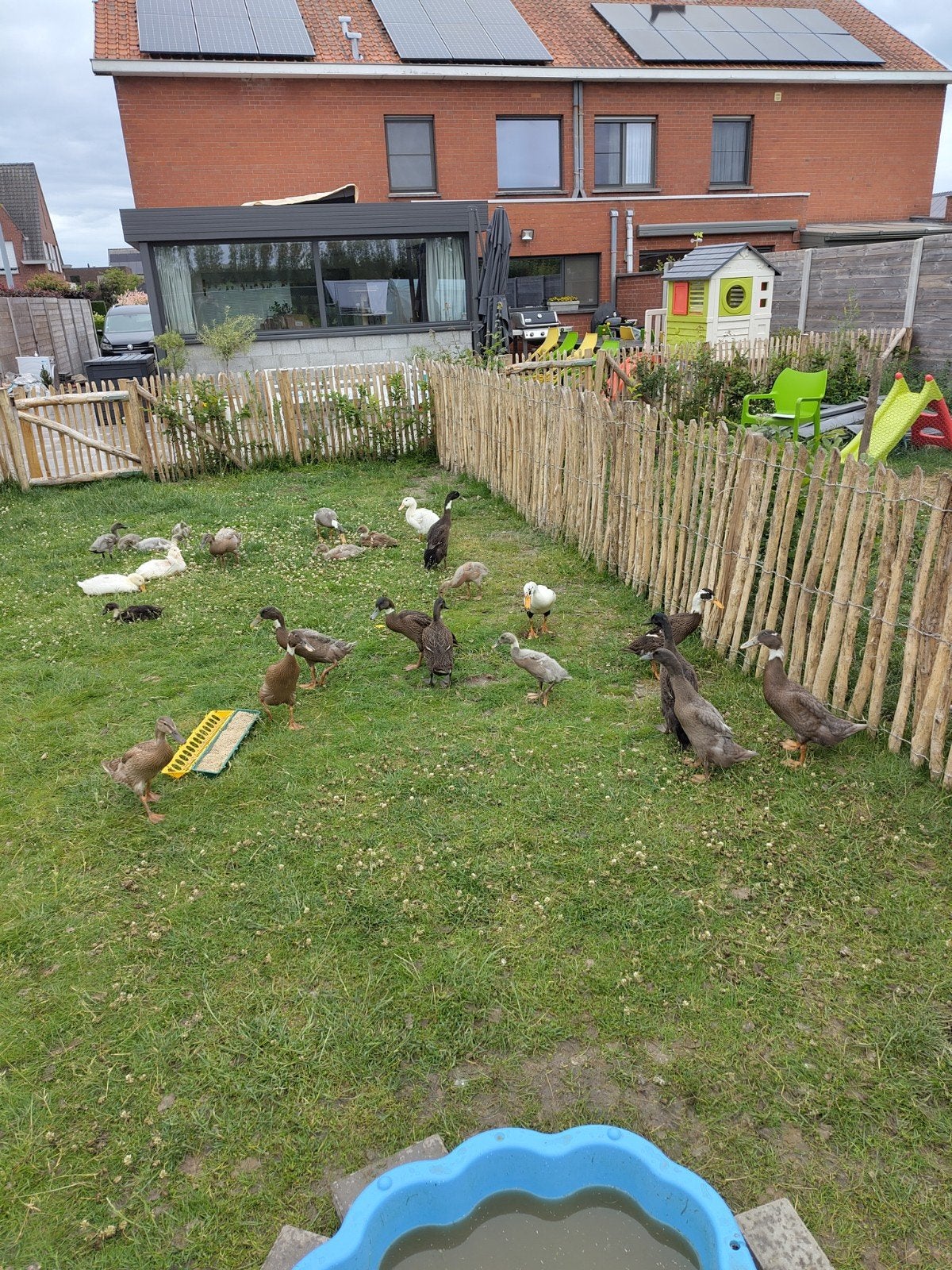 Raszuivere Indische loopeenden, Dieren en Toebehoren, Pluimvee