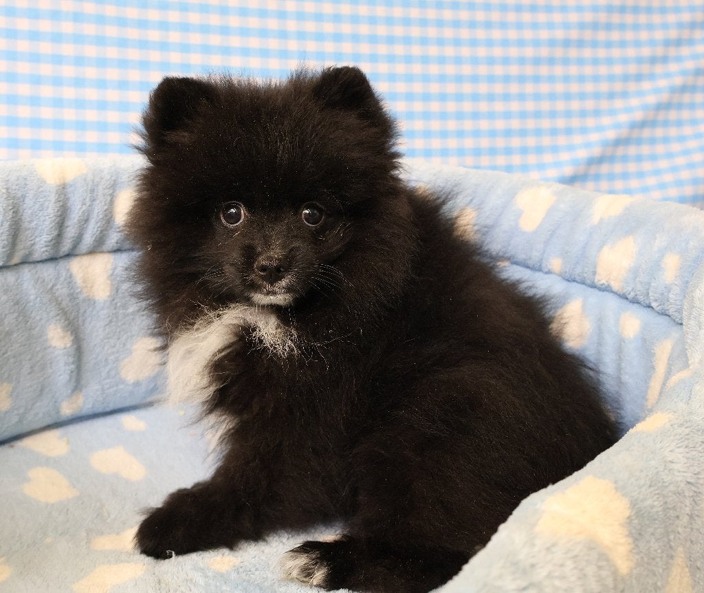 Supermooie Pomeriaan pup!, 15 weken tot 1 jaar, Buitenland, Parvo, Eén hond