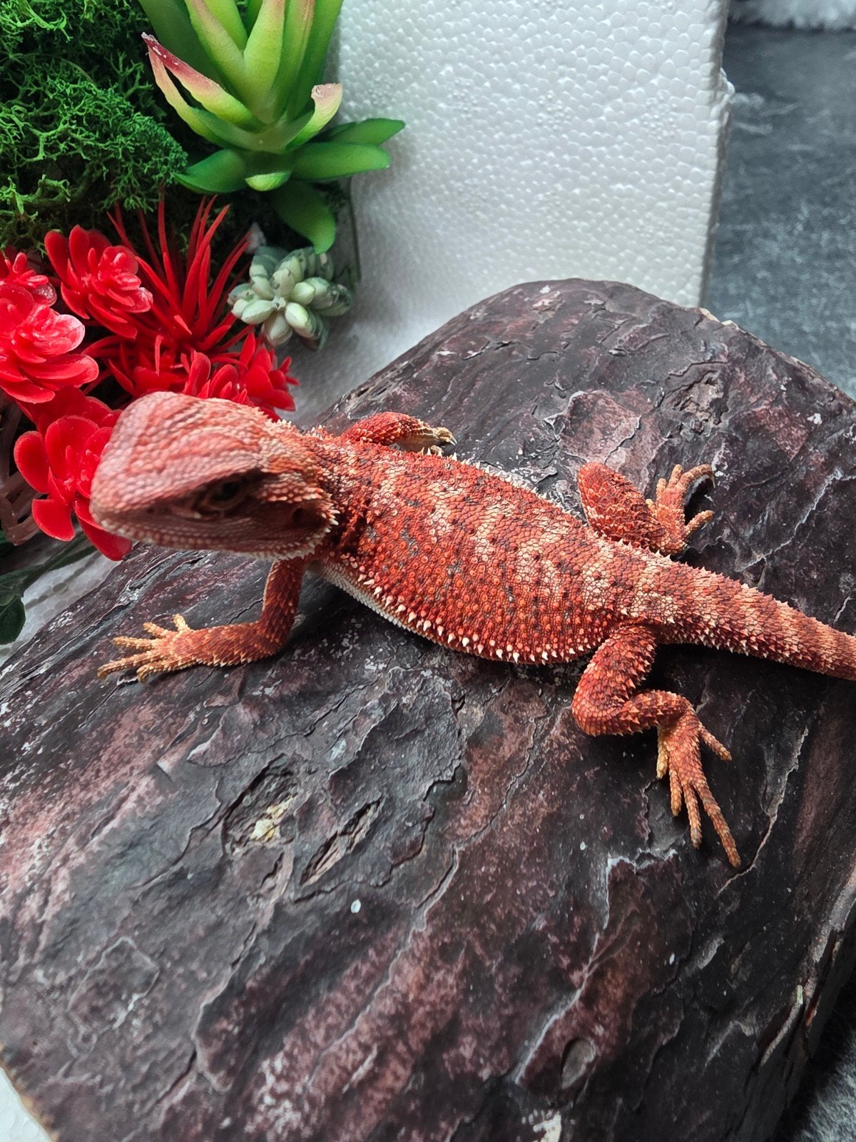 Red monster, hypo , man, Dieren en Toebehoren