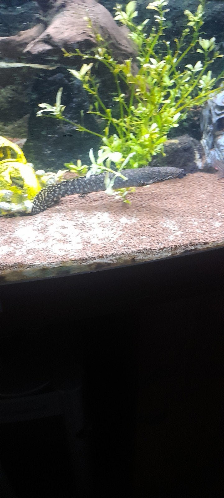 polypterus ornatipinnis, Animaux & Accessoires, Poissons | Poissons d'aquarium