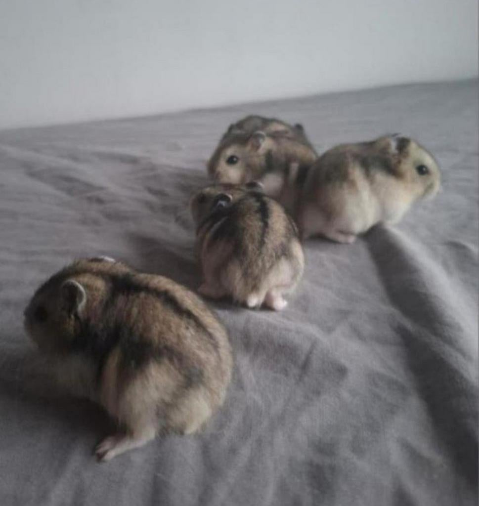 Hamsters, Dieren en Toebehoren, Maart, Meerdere dieren, Hamster
