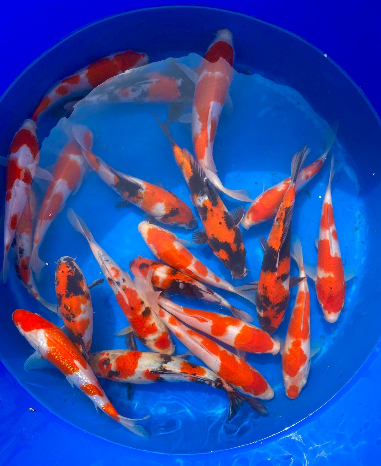 Prachtige Tosai 22-25cm. 5 voor €150,-, Karper of Koi