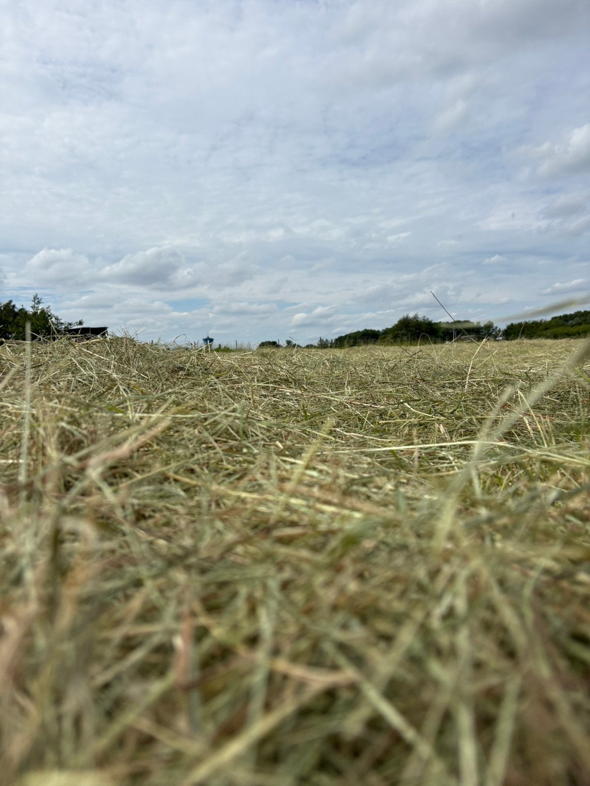 Gras op stam gezocht., Zakelijke goederen, Ophalen