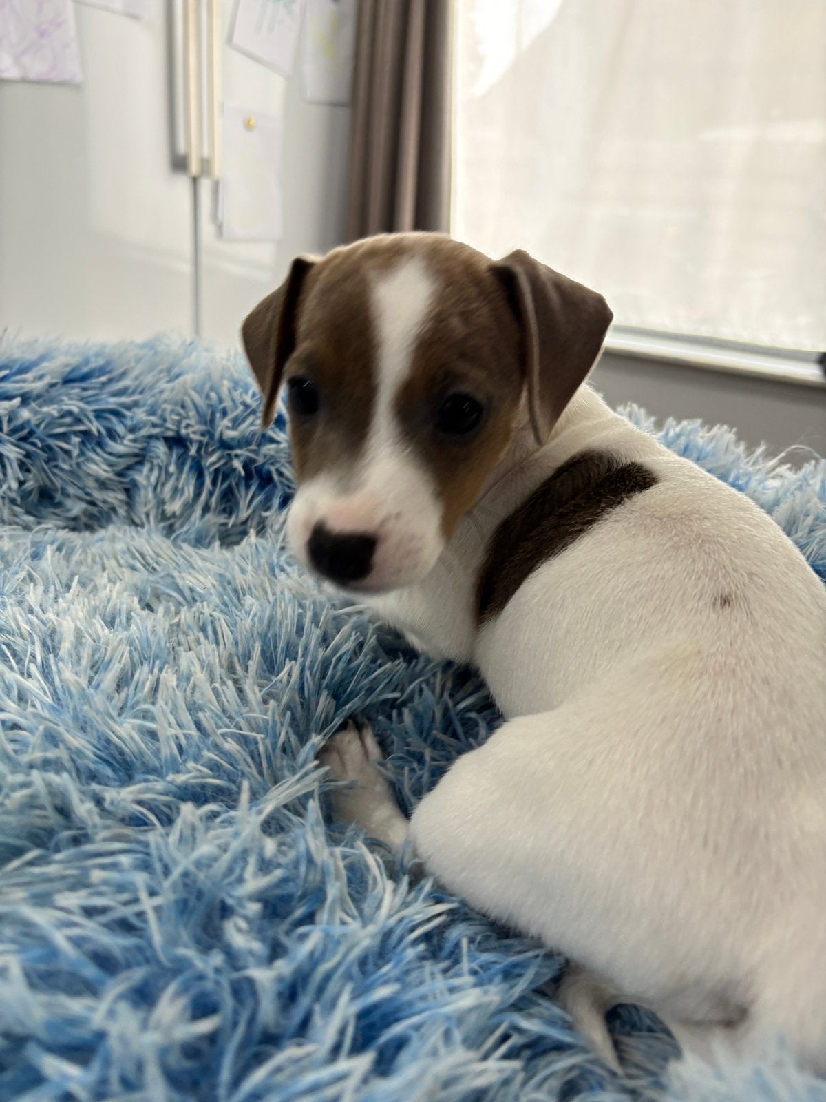 Kortpotige jack russel pups uit geteste ouders, Maladie de Carré (chiens), 8 à 15 semaines, Plusieurs, Éleveur | Loisir