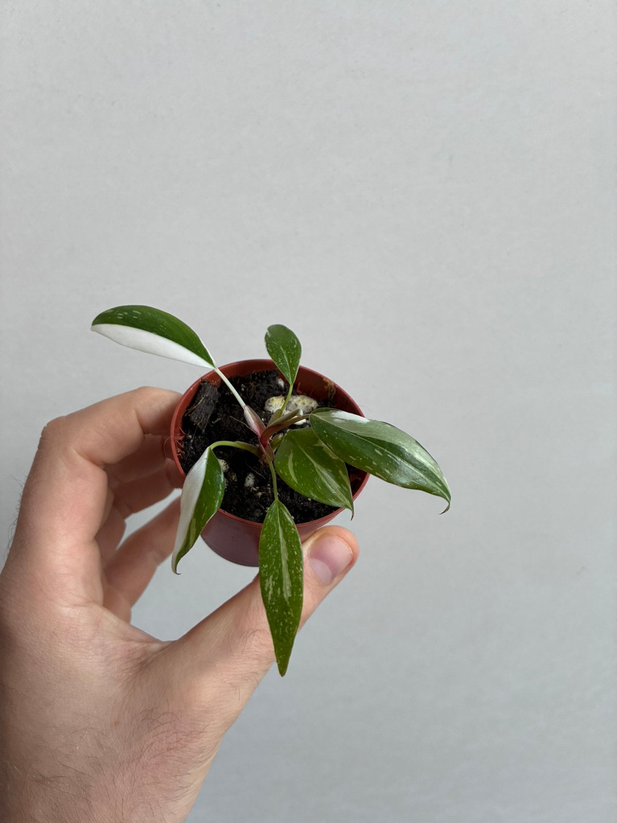 Philodendron white knight, Enlèvement