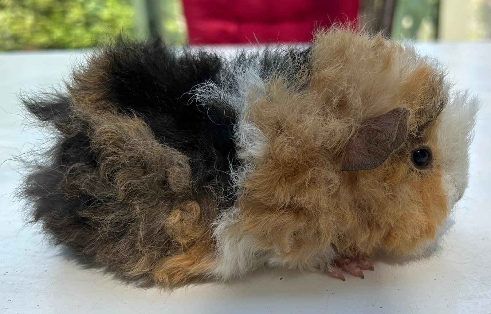 Teddy cavia vrouwtje, Dieren en Toebehoren, Knaagdieren, Juni, Vrouwelijk, Cavia