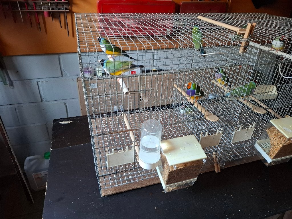 Gouldamadines
