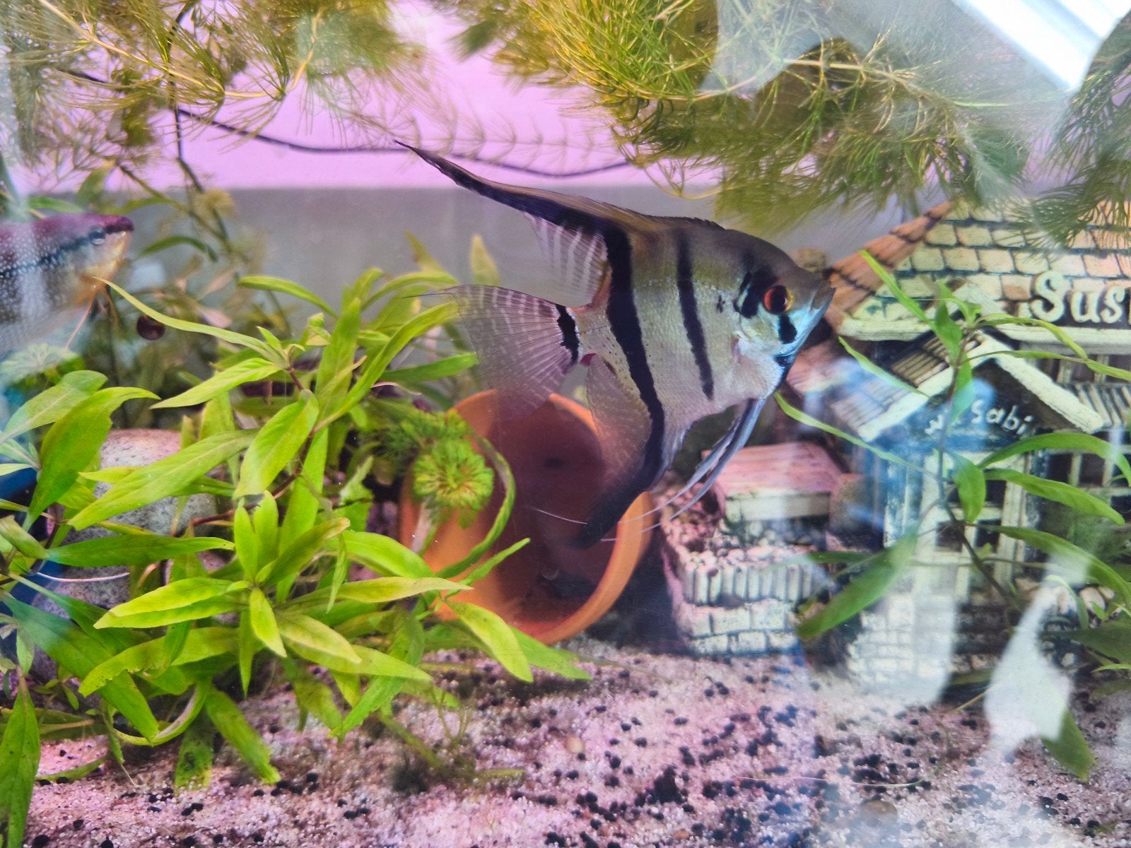 plante aquarium, poissons, crevettes, escargots,..., Animaux & Accessoires, Enlèvement