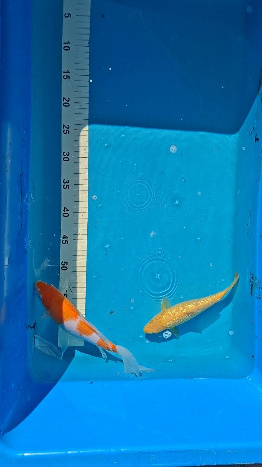 2 Japanse koi s, Animaux & Accessoires, Carpe ou Koï
