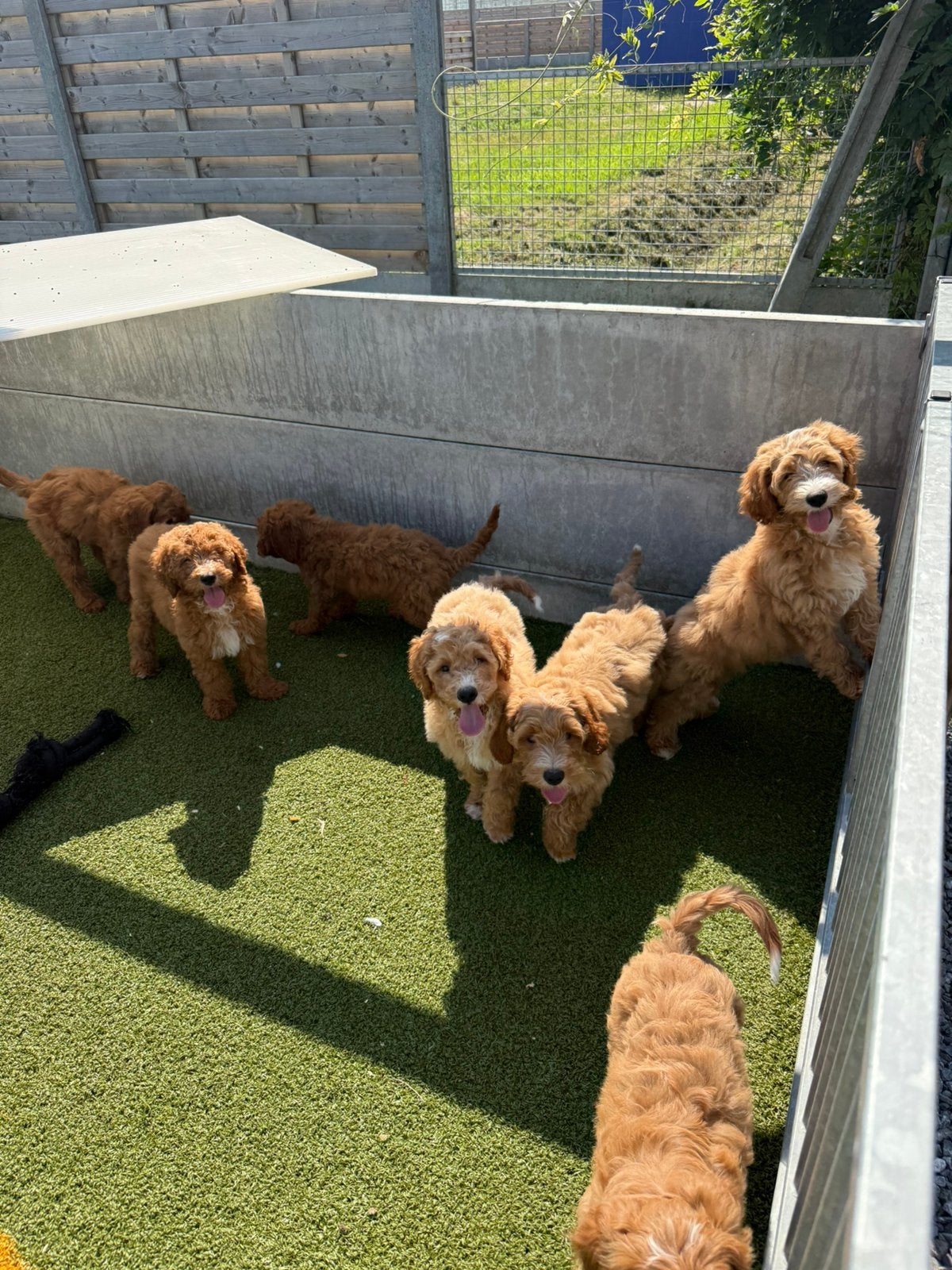 Prachtige mini/medium labradoodle pups, Dieren en Toebehoren, België, 15 weken tot 1 jaar, Overige rassen, CDV (hondenziekte)