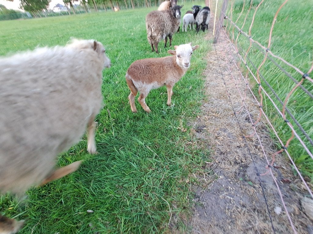 Ouessant ooi 2025 met ram lammetje 2026, Plusieurs animaux, Mouton, 0 à 2 ans