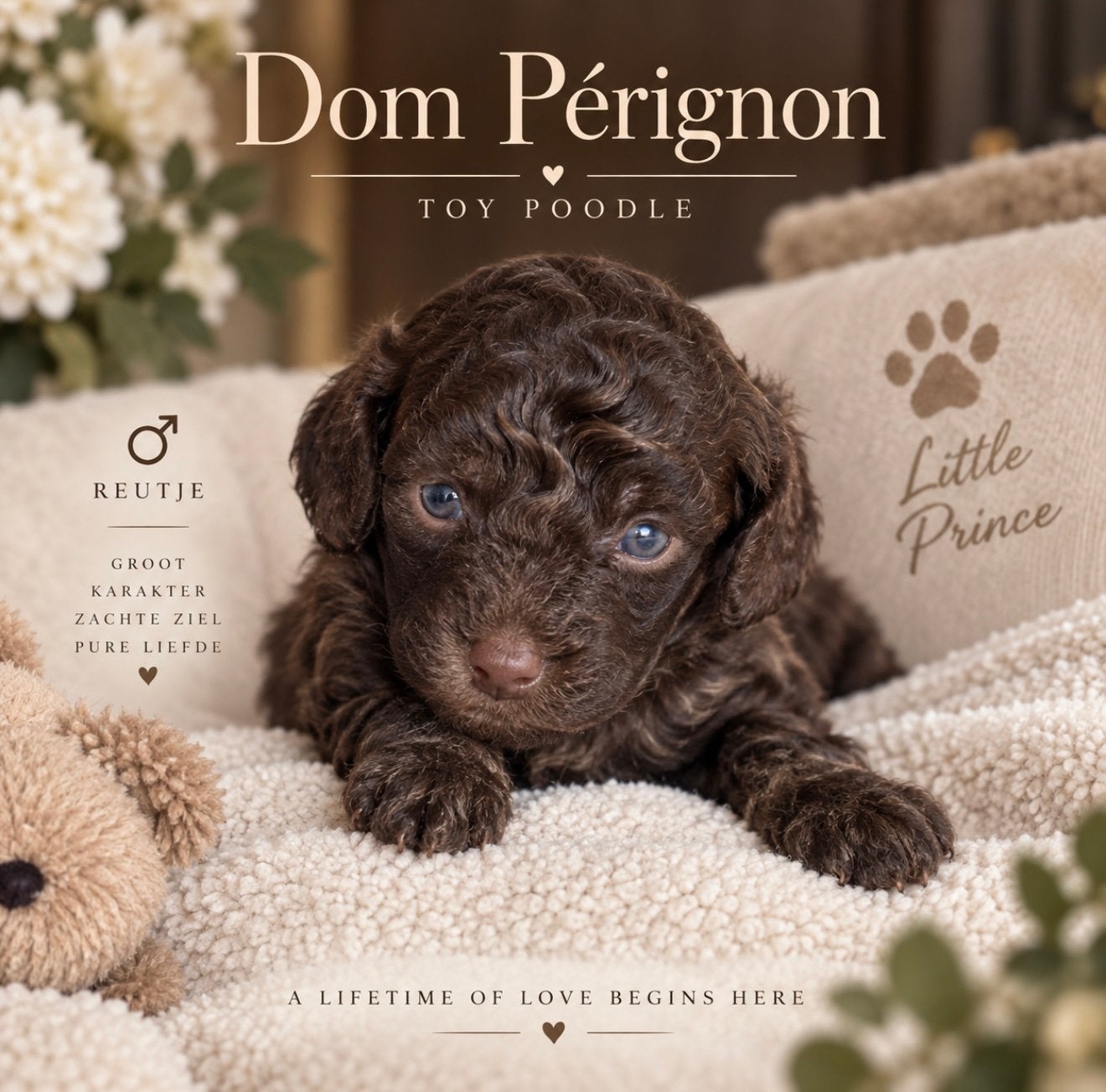 Toy poedel puppy’s, Animaux & Accessoires, Caniche, Maladie de Carré (chiens), 8 à 15 semaines, Plusieurs