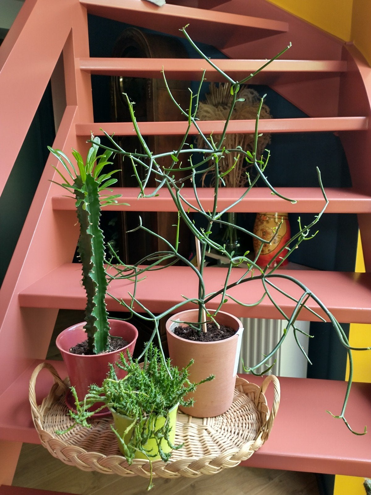 set van 3 euphorbia planten, Maison & Meubles, Enlèvement, Plante succulente, Plein soleil, Moins de 100 cm