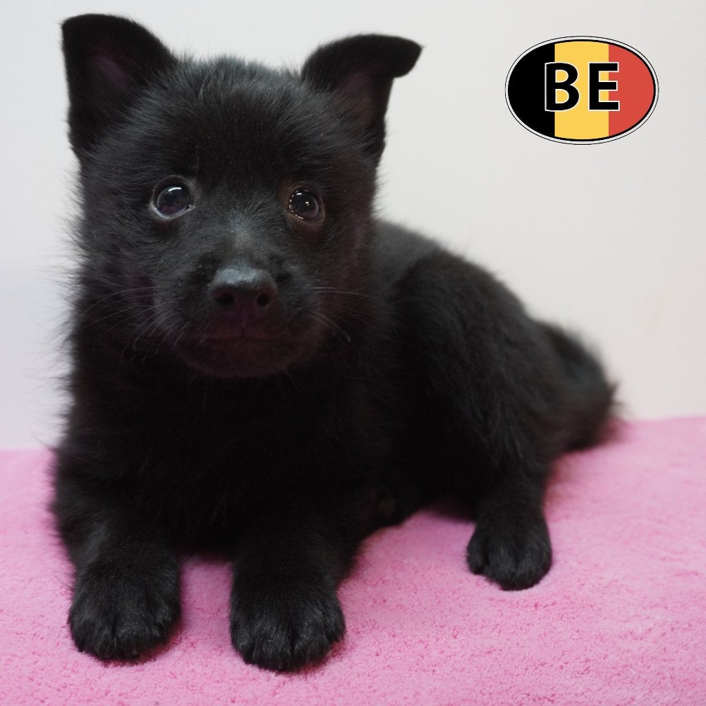 Schipperke – nieuwsgierig & speels pups te koop, Dieren en Toebehoren, België, CDV (hondenziekte), 8 tot 15 weken, Meerdere