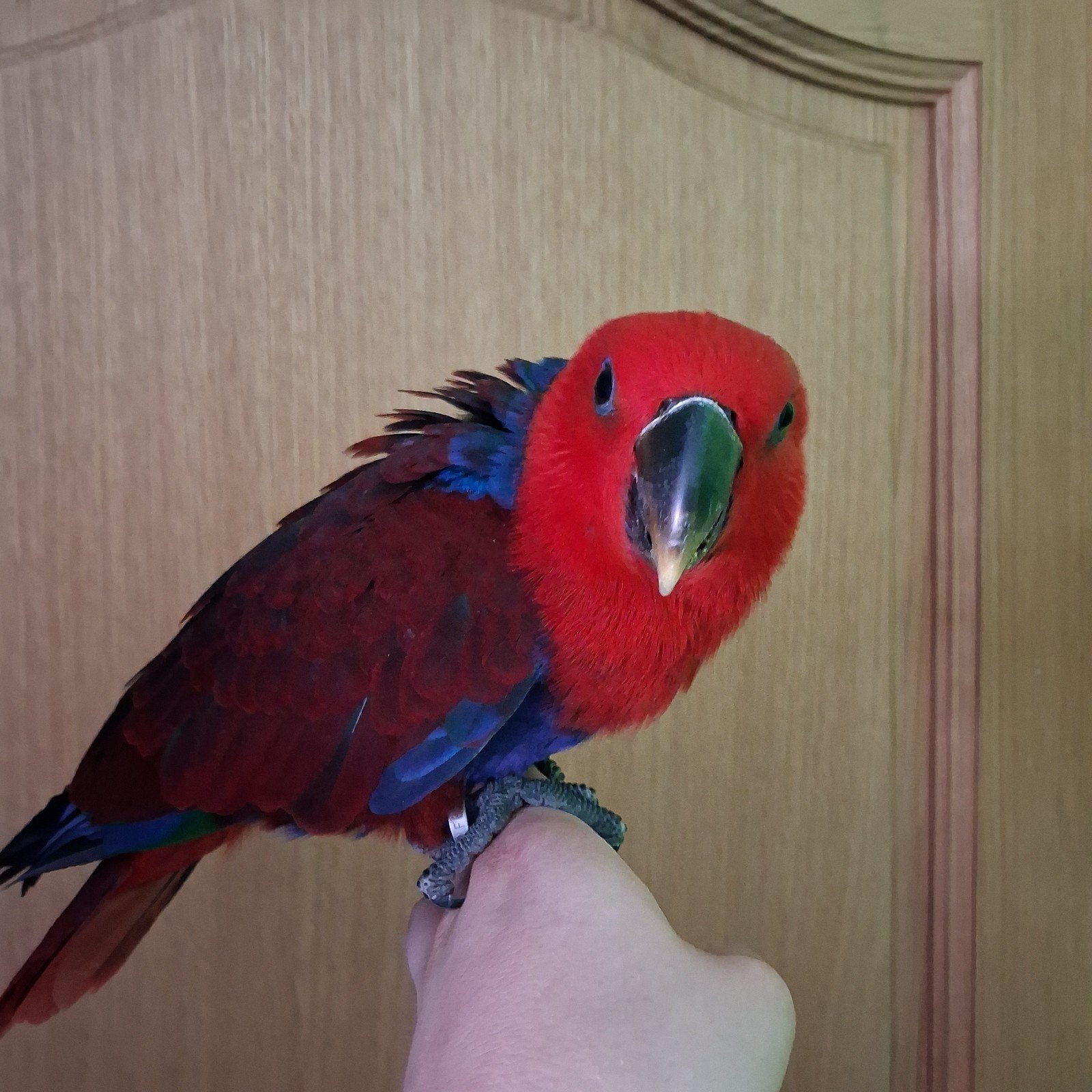 Eclectus vrouwtje 2026 eigen getemde fokkerij, Vrouwelijk, Papegaai, Geringd