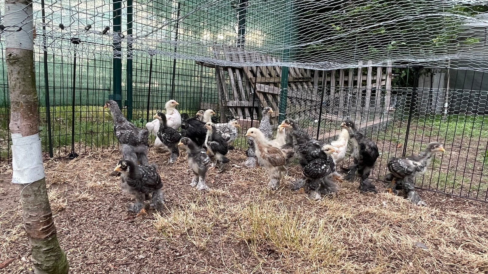 Brahma kuikens, Dieren en Toebehoren, Pluimvee, Kip, Meerdere dieren