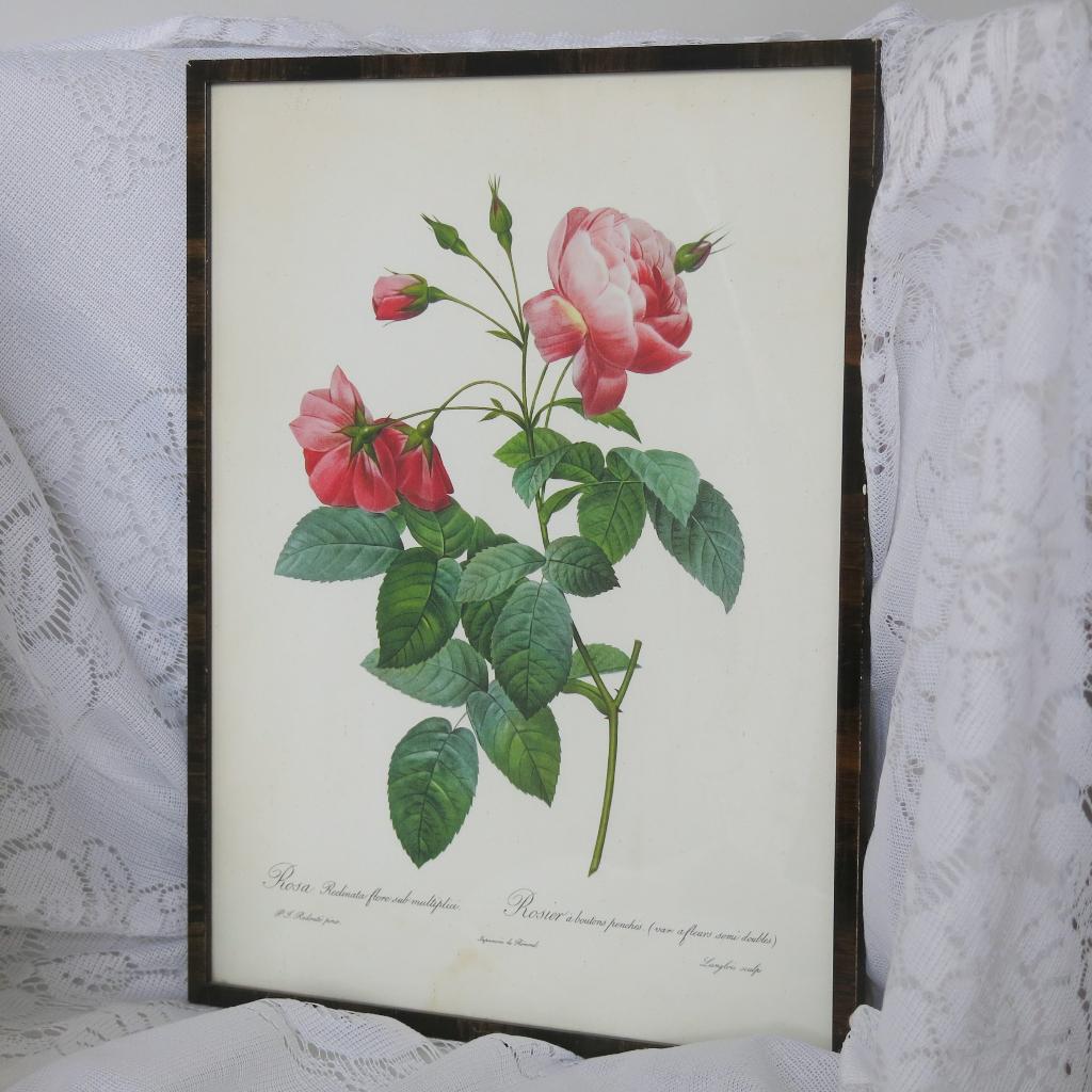 Prent van roos, Verzamelen, Foto's en Prenten, Prent, Ophalen of Verzenden
