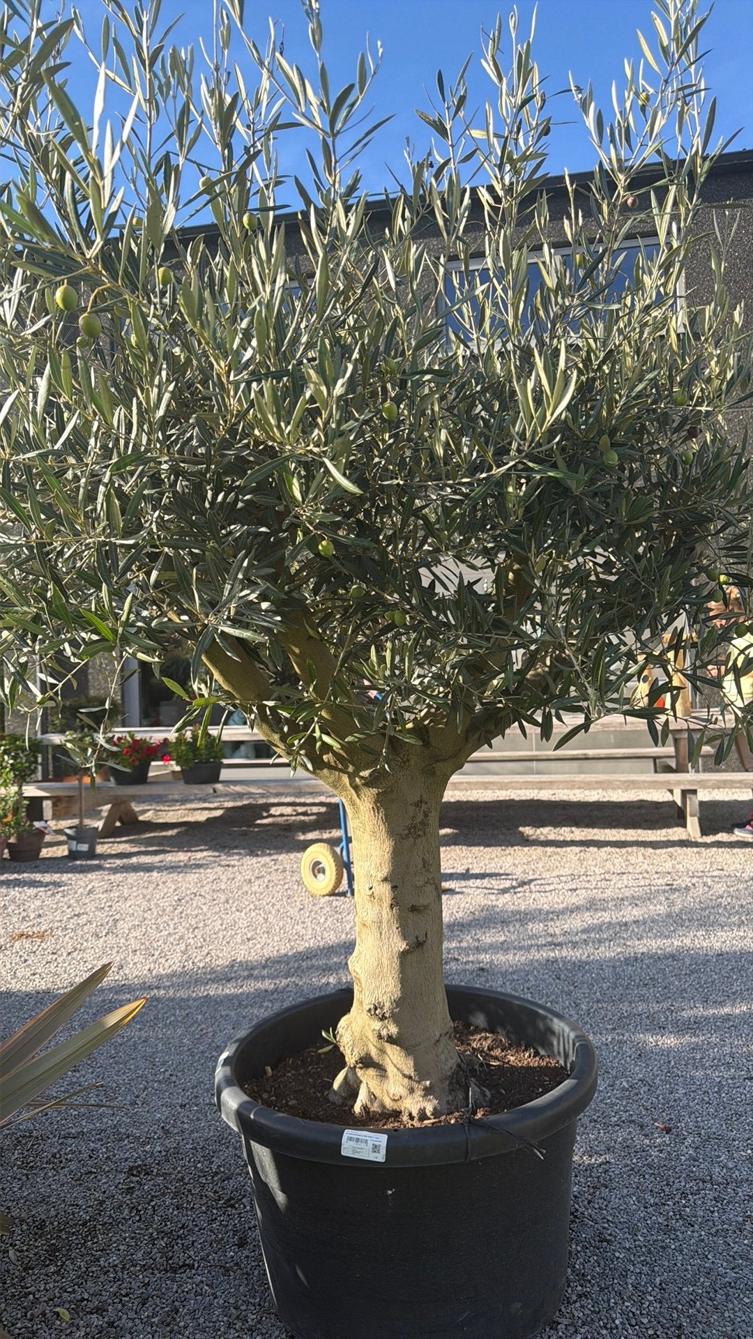 Olijfboom met vruchten, Tuin en Terras, Ophalen, Olijfboom