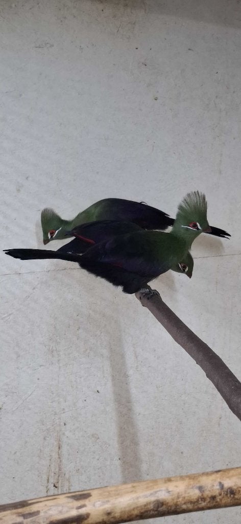 Groene toerako (Toerako Persa Persa), Dieren en Toebehoren, Vrouwelijk, Tropenvogel, Geringd