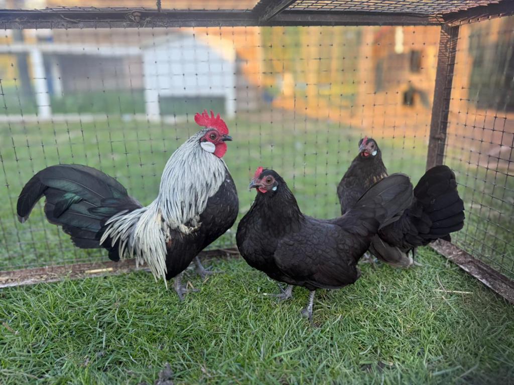 Trio Hollandse krielen