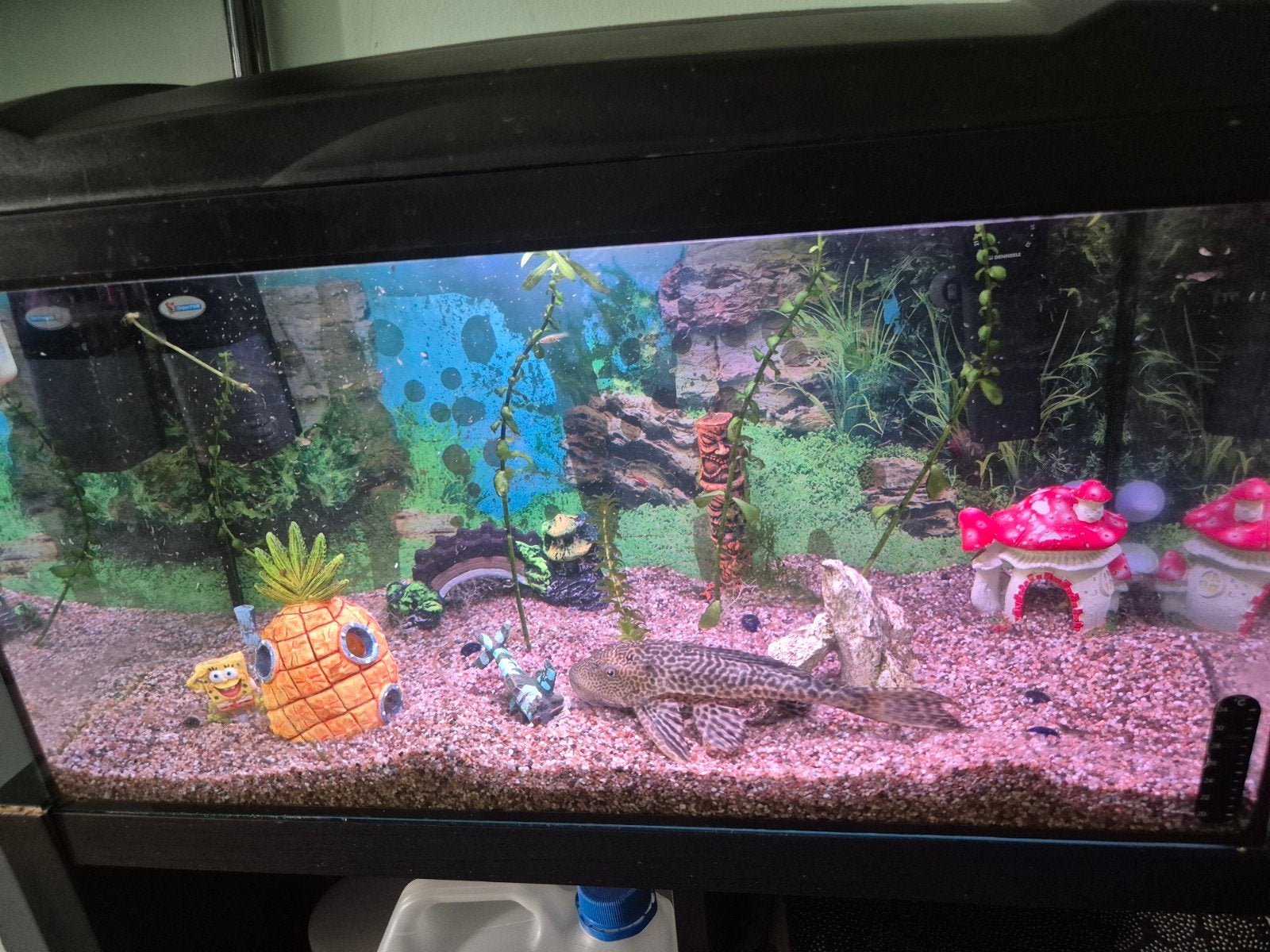 2 aquariums, Dieren en Toebehoren, Ophalen, Superfish