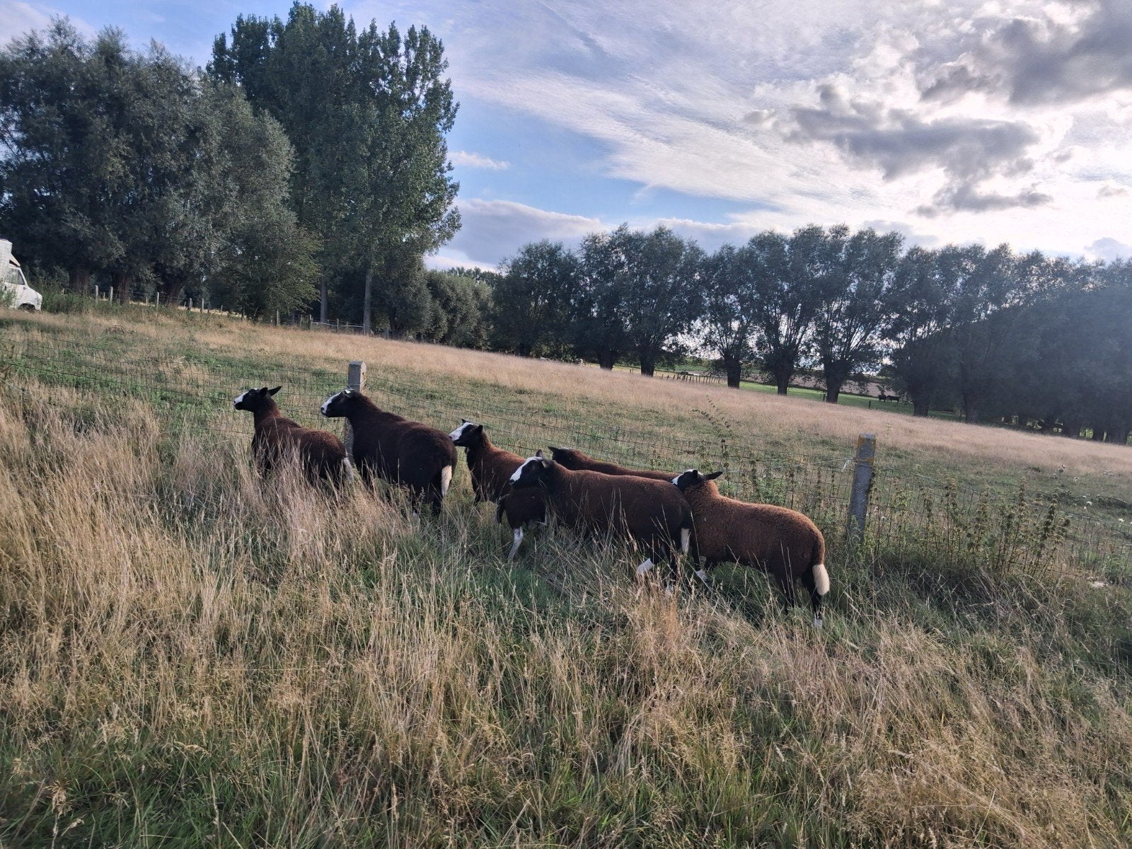 Zwartbles bok, Meerdere dieren, Schaap, 0 tot 2 jaar