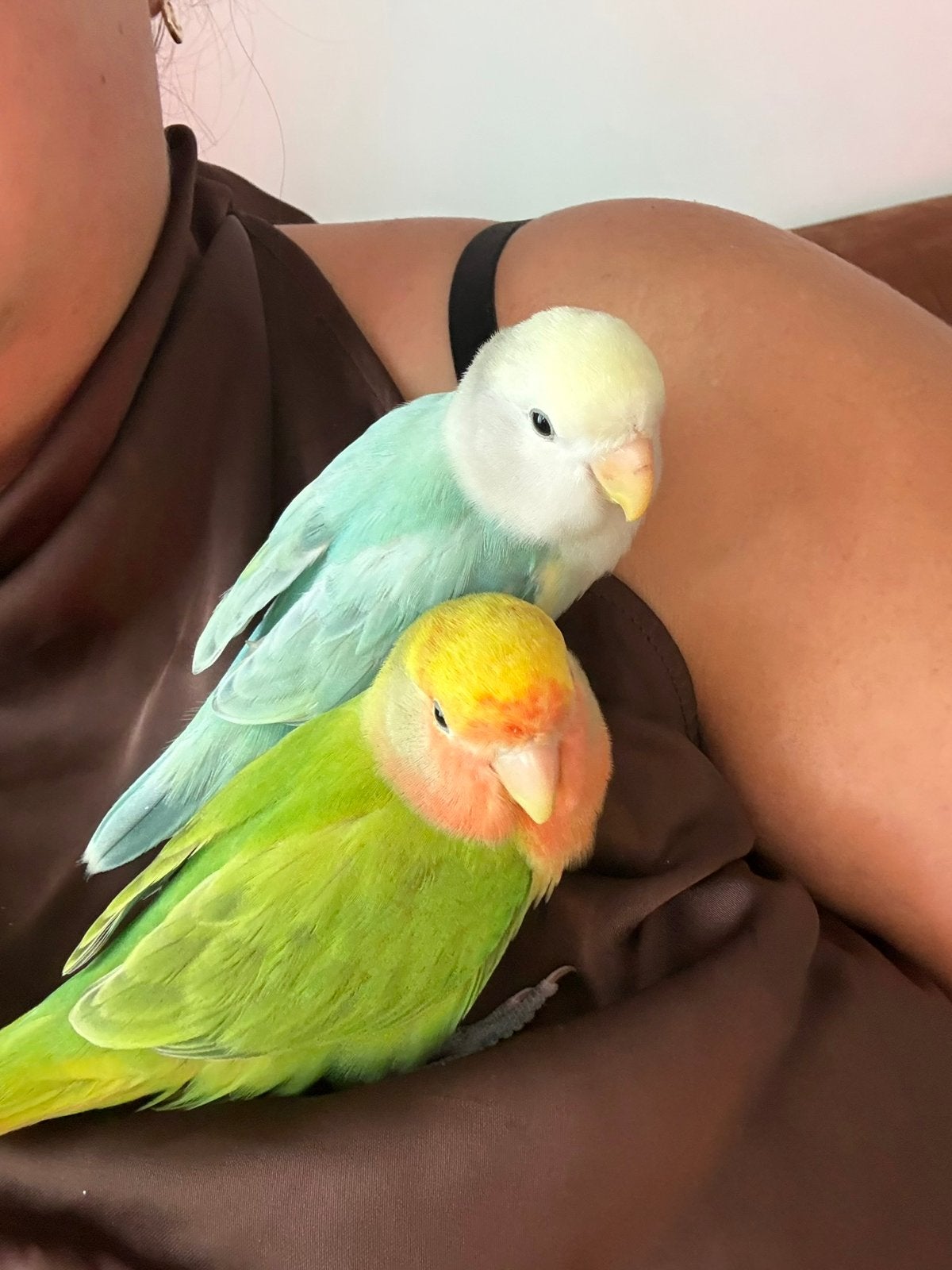 2 tamme dwergpapegaaien te koop, Sexe inconnu, Perroquet nain ou Inséparable, Domestique