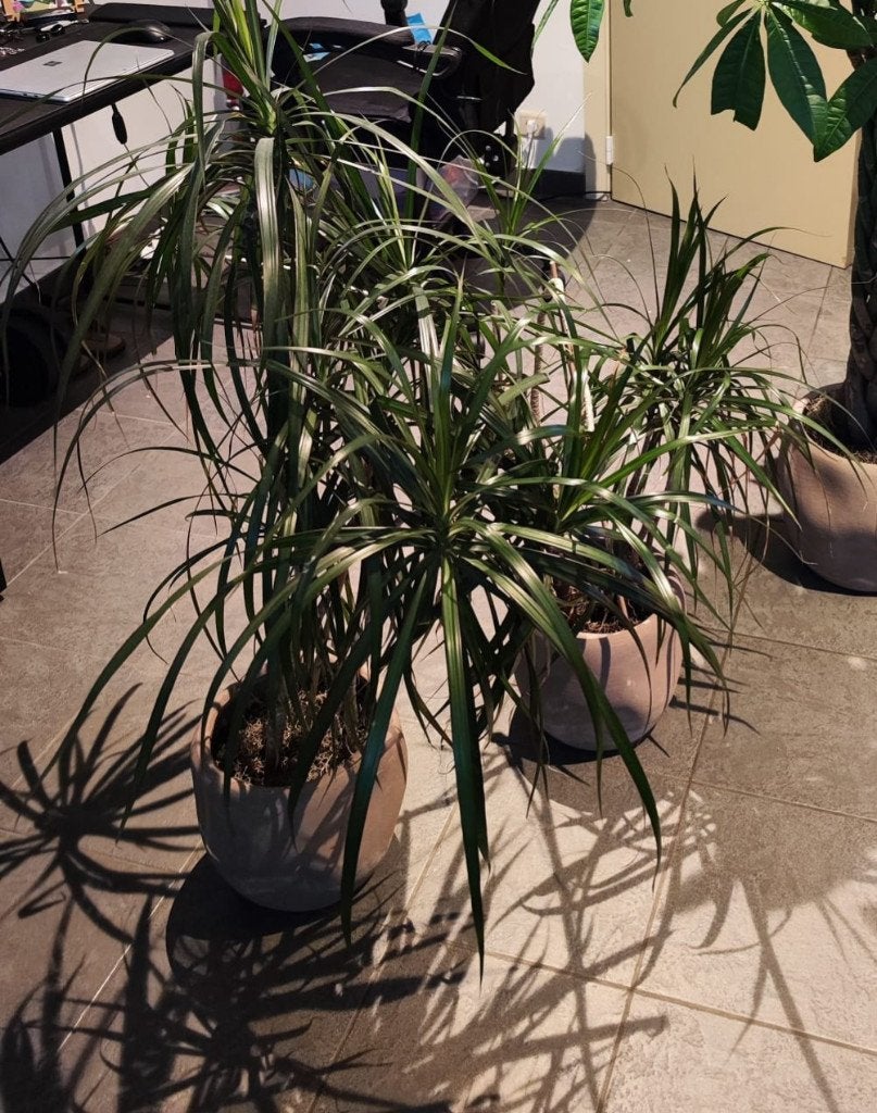 2 Dracaena marginata kamerplanten in sierpot, Huis en Inrichting, Kamerplanten, Ophalen, 100 tot 150 cm, Overige soorten, Halfschaduw