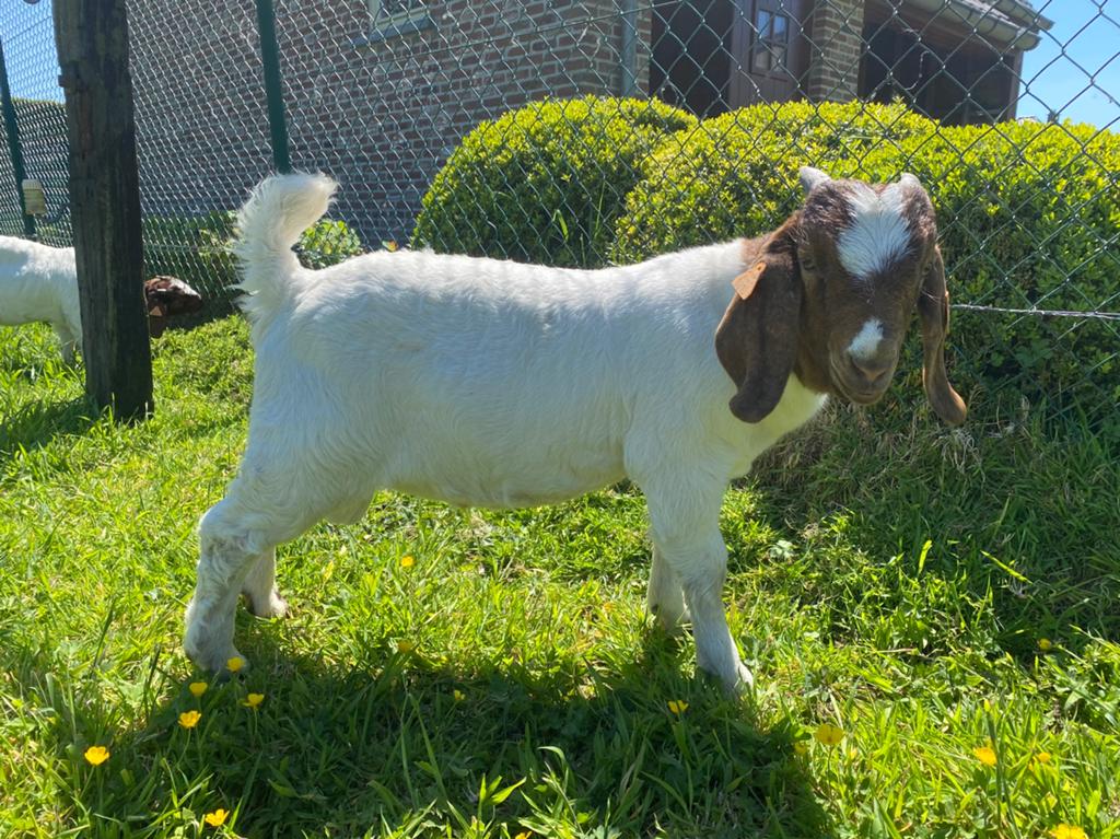 Boergoat boklam à vendre, Mâle, Chèvre, 0 à 2 ans