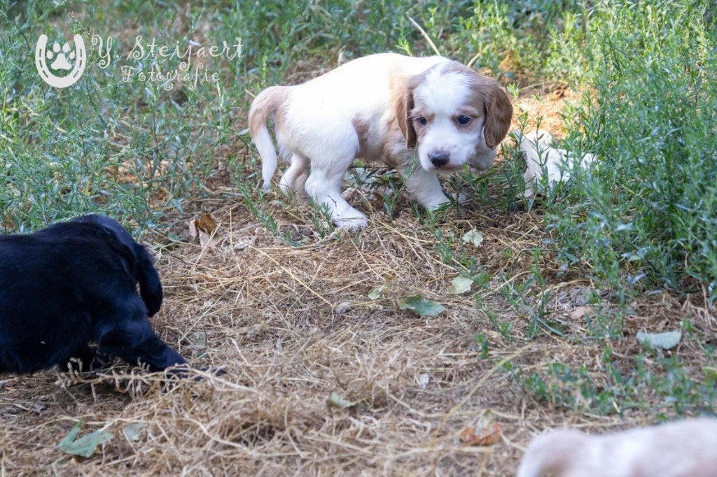 Engelse cocker spaniel pups, beide ouders zijn hier aanwezig, België, Reu, CDV (hondenziekte), 8 tot 15 weken