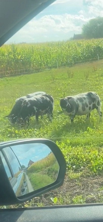 Grasland of groenbemester, Dieren en Toebehoren, Geslacht onbekend, Schaap, 0 tot 2 jaar