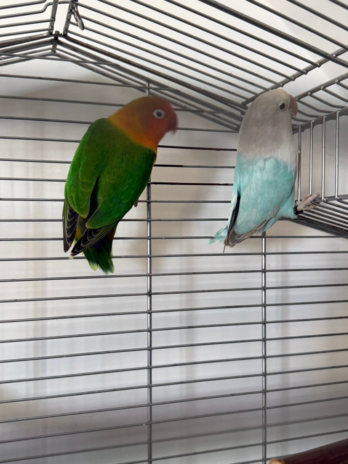 Dwergpapagaai + kooi, Plusieurs animaux, Perroquet nain ou Inséparable, Bagué